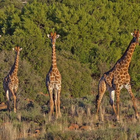 Ko Ka Tsara Bush Camp Villa Beaufort West Kültér fotó
