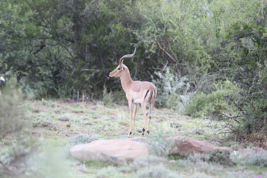 Ko Ka Tsara Bush Camp Villa Beaufort West Kültér fotó